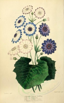 blue_flowers-00069 - Seedlings [2498x4000]