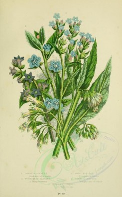 blue_flowers-00089 - 072-COMMON ALKANET, EVERGREEN ALKANET, SMALL BUGLOSS, COMMON COMFREY, TUBEROUS COMFREY [2224x3587]