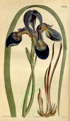 blue_flowers-00188 - 1604-iris sibirica sanguinea, Mr Hibbert's Iris [1868x3204]