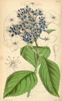 blue_flowers-00285 - 4253-hydrangea japonica caerulea, Japan Hydrangea blue-flowered variety [2011x3294]