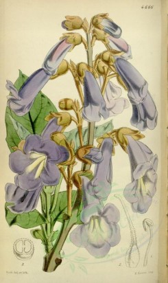 blue_flowers-00297 - 4666-paulownia imperialis, Imperial Paulownia [2101x3529]