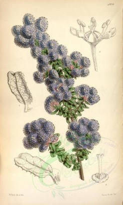 blue_flowers-00301 - 4806-ceanothus floribundus, Copious-flowering Ceanothus [2137x3557]