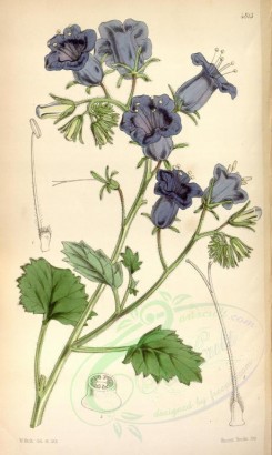 blue_flowers-00302 - 4813-whitlavia grandiflora, Large-flowered Whitlavia [2129x3557]