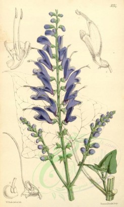 blue_flowers-00316 - 5274-salvia cacaliaefolia, Cacalia-leaved Sage [2067x3437]