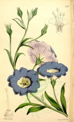 blue_flowers-00317 - 5327-nolana sorema lanceolata, Lance-leaved Nolana [2129x3508]
