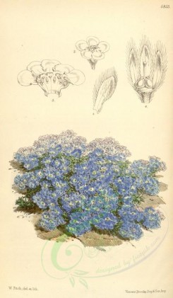 blue_flowers-00324 - 5853-eritrichium nanum, Dwarf Alpine Eritrichium [1979x3394]