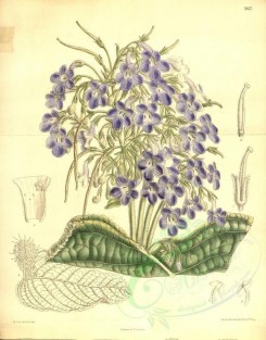 blue_flowers-00329 - 7857-streptocarpus mahoni [3524x4489]