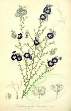blue_flowers-00340 - evolrulus purpureo-coeruleus [2309x3604]