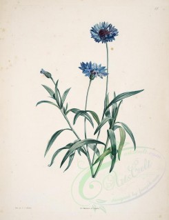 blue_flowers-00342 - centaurea cyanus [4105x5345]