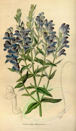 blue_flowers-00360 - scutellaria macrantha [2185x3744]