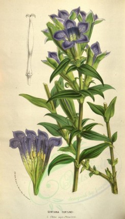 blue_flowers-00378 - gentiana fortunei [2070x3599]