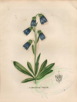 blue_flowers-00384 - campanula barbata, campanula subgen campanula [4840x6432]