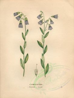 blue_flowers-00387 - campanula lanceolata lapeyr, campanula rhomboidalis [4840x6432]