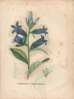 blue_flowers-00388 - campanula latifolia [4840x6432]