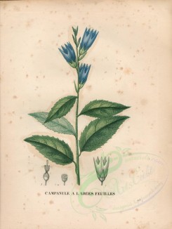 blue_flowers-00389 - campanula latifolia, 2 [4840x6432]