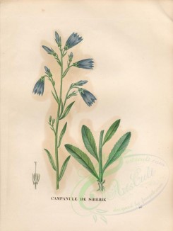 blue_flowers-00393 - campanula sibirica [4840x6432]