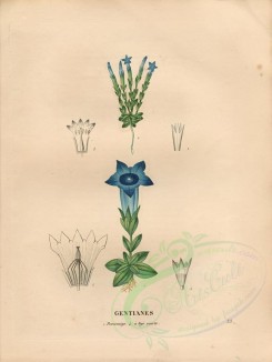 blue_flowers-00398 - gentiana acaulis, gentiana nivalis [4840x6432]