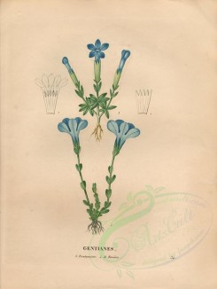 blue_flowers-00399 - gentiana bavarica, gentiana verna [4840x6432]