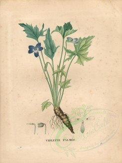 blue_flowers-00406 - viola palmata [4840x6432]
