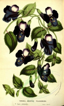 blue_flowers-00438 - torenia asiatica pulcherrima [2234x3659]