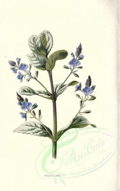 blue_flowers-00442 - BROOKLIME [1784x2842]