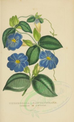 blue_flowers-00468 - thunbergia hawtayneana [2929x4812]