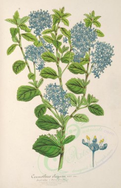 blue_flowers-00485 - ceanothus elegans [3487x5403]