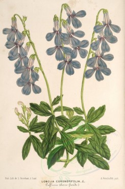blue_flowers-00495 - lobelia coronopifolia [3787x5733]