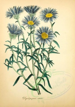blue_flowers-00537 - deplopopus inco [1889x2698]