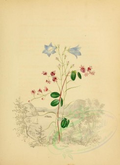 blue_flowers-00554 - Hare-Bell and Lespedeza [1909x2616]