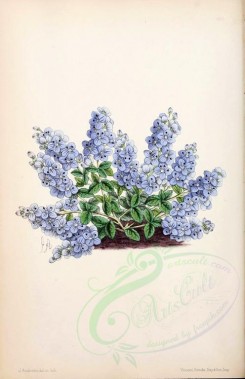 blue_flowers-00566 - Veronica Prostrata [1922x2974]