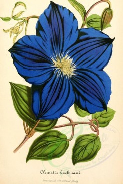blue_flowers-00571 - clematis jackmani [1885x2805]