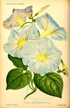 blue_flowers-00585 - ipomoea rubro-coerulea [1969x3038]