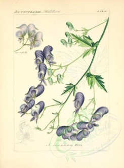 blue_flowers-00591 - aconitum cernuum [2276x3076]
