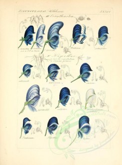 blue_flowers-00592 - aconitum corythaolon, aconitum napellus [2276x3076]