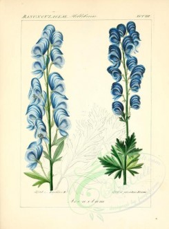 blue_flowers-00595 - aconitum koehleri, aconitum plicatum [2276x3076]