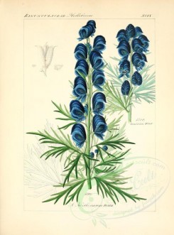 blue_flowers-00596 - aconitum koelleanum [2276x3076]
