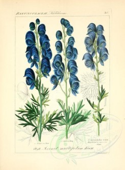 blue_flowers-00601 - aconitum multifidum [2276x3076]