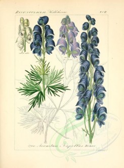 blue_flowers-00602 - aconitum napellus [2276x3076]