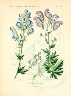 blue_flowers-00606 - aconitum variegatum, aconitum album, aconitum rostratum [2276x3076]
