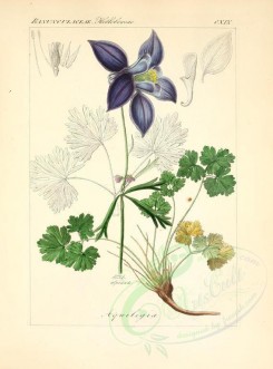 blue_flowers-00607 - aquilegia alpina [2276x3076]