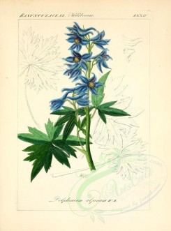 blue_flowers-00612 - delphinium alpinum [2276x3076]