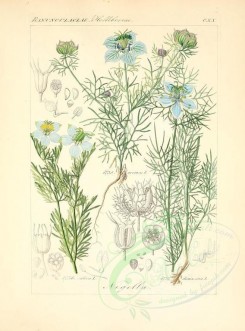 blue_flowers-00617 - nigella arvensis, nigella sativa, nigella damascena [2276x3076]