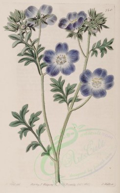 blue_flowers-00644 - 740-nemophila phacelioides, Phacelialike Nemophila [2755x4438]