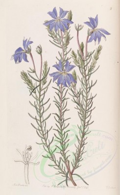 blue_flowers-00686 - 002-leschenaultia biloba, Large Blue Leschenaultia [2693x4370]