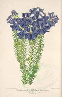 blue_flowers-00703 - leschenaulita biloba [3900x6114]