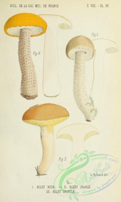 boletus-00455 - boletus scaber, boletus aurantiacus, boletus granulatus