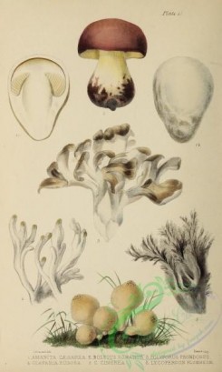 boletus-00460 - 016-amanita caesarea, boletus romanus, polyporus frondosus, clavaria rugosa, clavaria cinerea, lycoperdon plumbeum