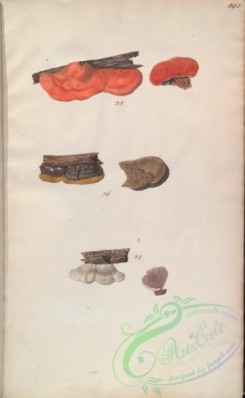 boletus-00477 - 192-boletus cinabarienus, boletus conchalus, boletus abiesinus