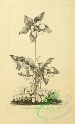 botanical-09423 - black-and-white 036-aquilegia glandulosa